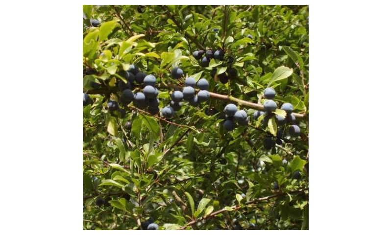 Blackthorn - Prunus spinosa