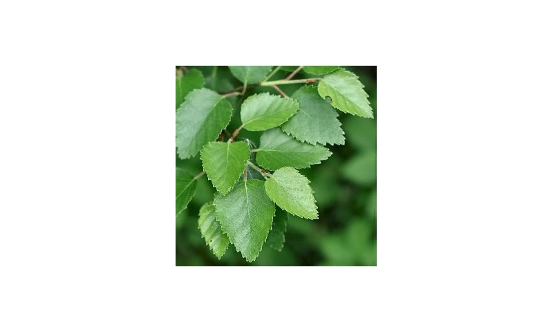 Common Birch - Betula pubescens