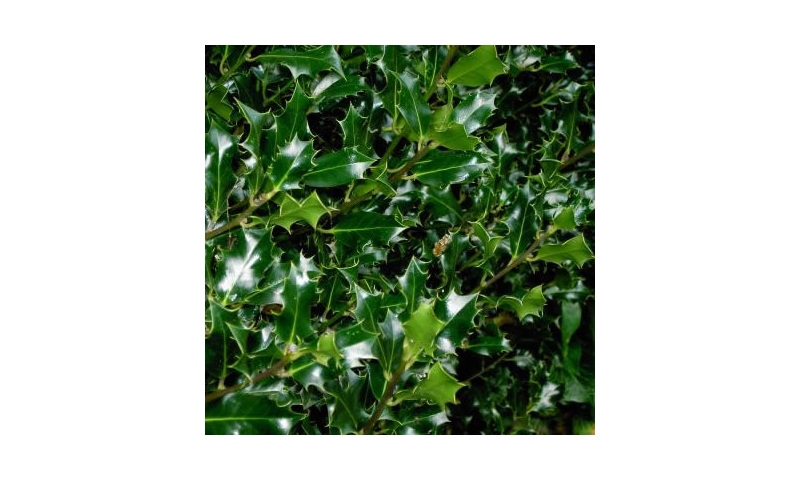 Holly - Ilex aquifolium
