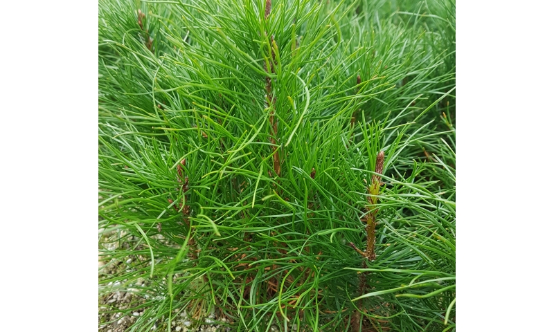 Lodgepole Pine - Pinus Contorta