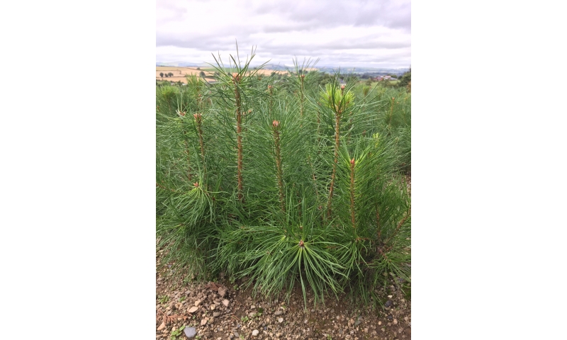 Scots Pine - Pinus Sylvestris